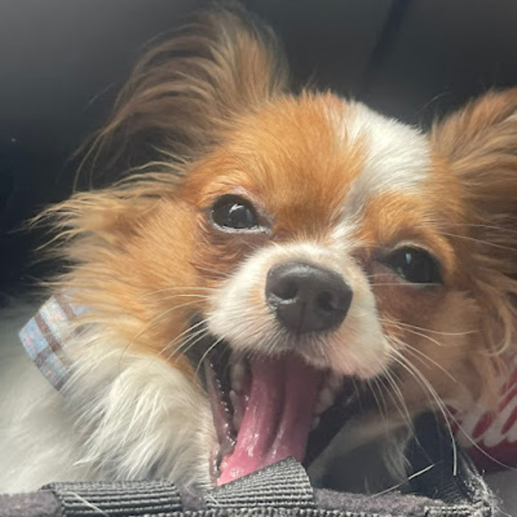 Meet your Posher, Sabrina - Picture 1 of 1